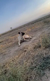 سگ سرابی