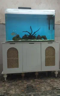 اکواریوم. ماهی