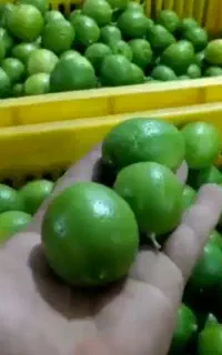 آبلیمو لرد لیموترش