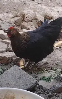 مرغ . وار سیاه . دم تخم .