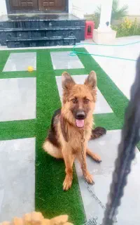 سگ ژرمن
