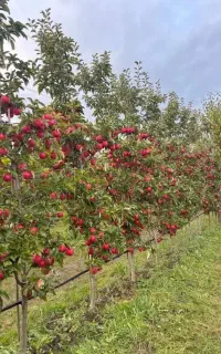 نهال صنوبرتورکی زینتی و قره قواخ کبوده