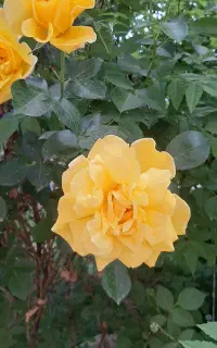 سمپاشی