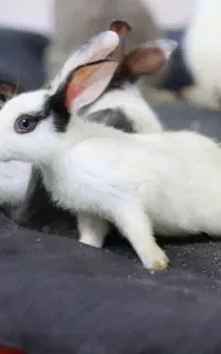 بچه خرگوش های خونگی