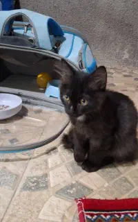 گربه خانگی