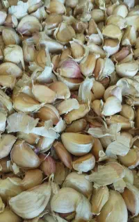 فروش سیر بذری مغان