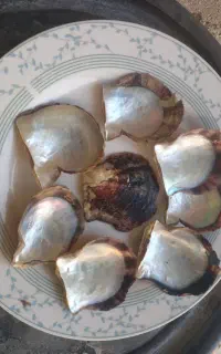 صدف مرواریدی