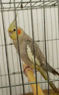 عروس هلندی نر