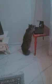گربه