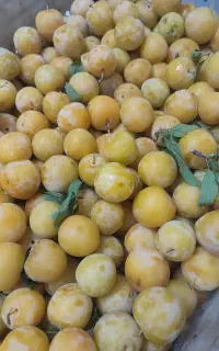 آلو بخارا و آلو سیاه بسیاردرشت وخوشمزه