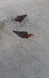 مرغ