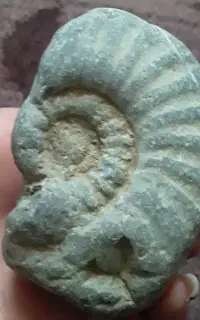 فسیل حلزونی
