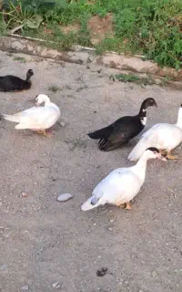اردک اسرائیلی ۸عدد۴ماهه  یکجا ۹۶۰۰میلیون