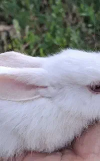 خرگوش