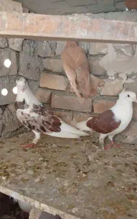 کفتر.کبوتر
