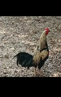 خروس