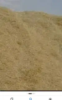 کاه گندم  سامان