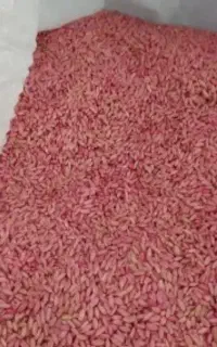 فروش گندم بذری باران بوجاری شده