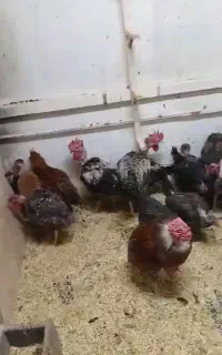 مرغ و خروس گردن لخت