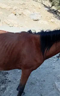 نوزدین به فروش می‌رسد