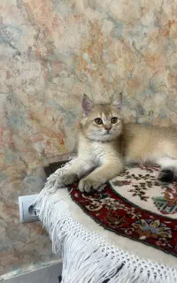 گربه فروش