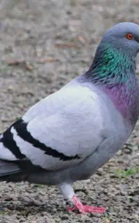 کفتر چاهی اصل