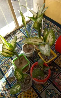 گل مجلسی