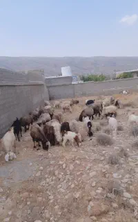 30راس میش داشتی