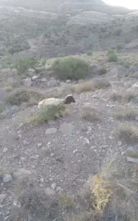 بره