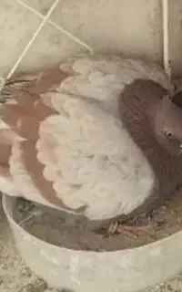 حیوون باخت رفته دو تا جوجه داره