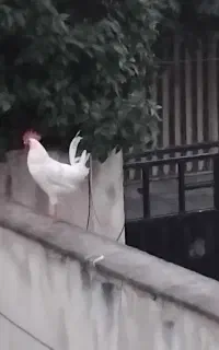 خروس