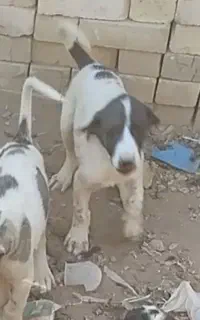 توله سگ سرابی