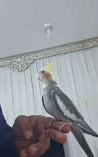 عروس هلندی
