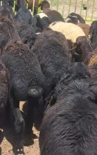 بره ماده های قره قزل اصل