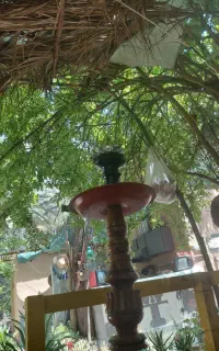 فروش ۶۰عدد مرغ عشق سر حال