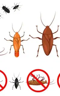 سمپاشی و سوسک کشی ۱۰۰٪ تضمینی