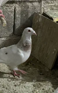 سار هفت رنگ