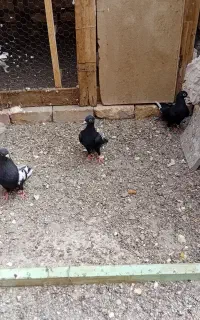 جفت مینا کرمانی