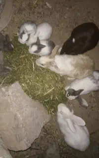 خرگوش خانگی