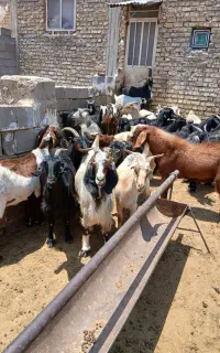 کهره‌بز