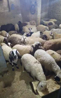 گوسفنده زنده ماه محرم و عاشورای حسینی