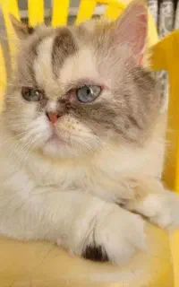 گربه پرشین ماده بالغ عقیم شده