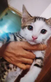 بچه گربه سه ماهه