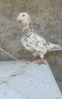 کبوتر سار کرم ماده تخم کن