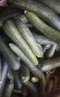 خیار سبز بوته ای