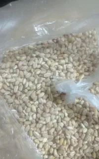 گندم آبی یه گونی تمیز
