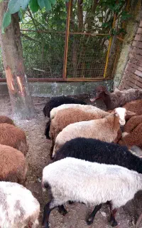 فروش بره نرو ماده با سلاخی
