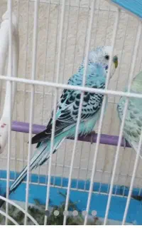 مرغ عشق