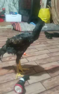 یک عدد جوجه لاری