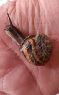 حلزون